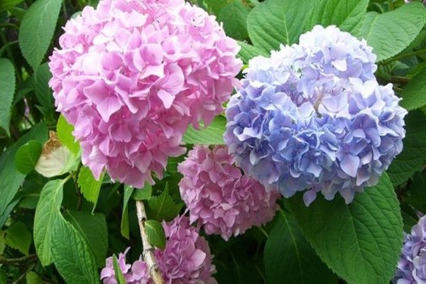 rough macrophylla