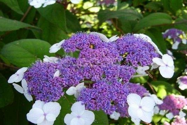 hydrangea rough macrophylla