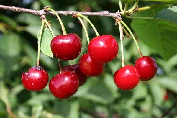 cherry varieties