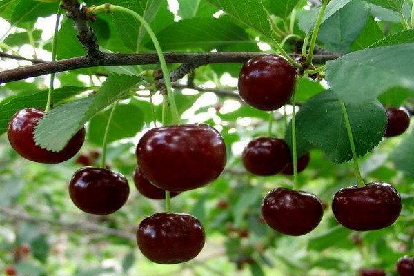 varieties of cherries