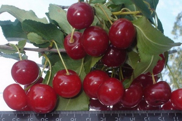 types of cherries