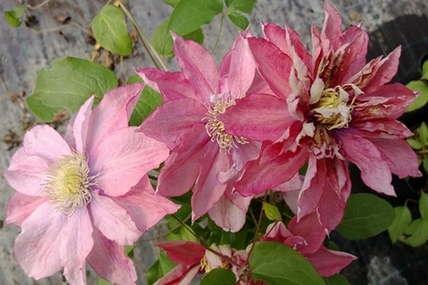little mermaid clematis