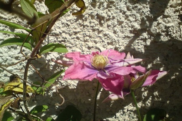 little mermaid clematis