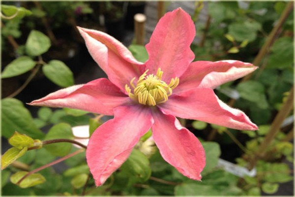 little mermaid clematis photos