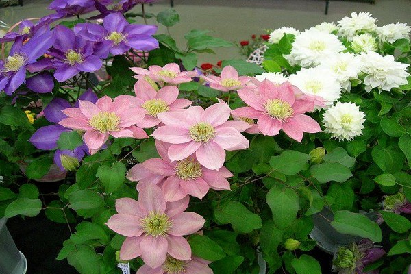 description of little mermaid clematis