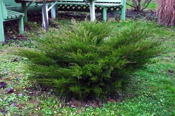genévrier moyen menthe julep