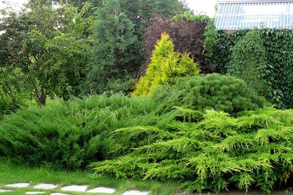 genévrier moyen menthe julep