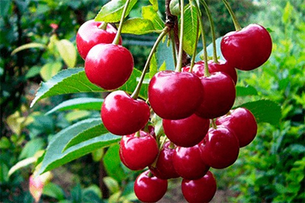 types of cherries