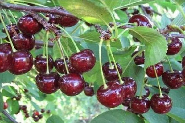 types of cherries