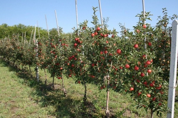pommier