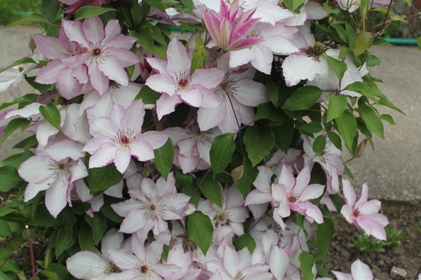 clematis omoshiro