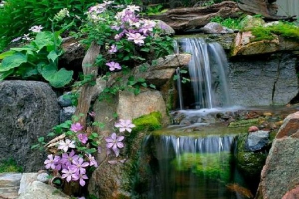 clematis omoshiro photos