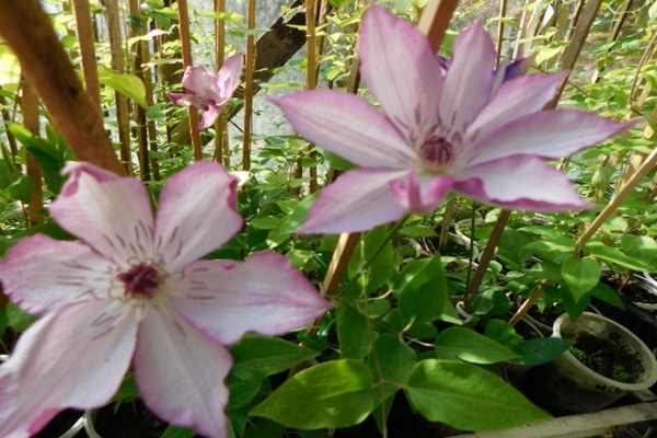 clematis omoshiro reviews