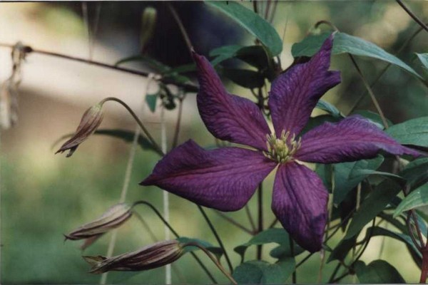 clematis omoshiro