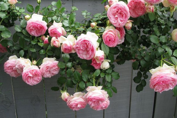 rose pierre de ronsard description