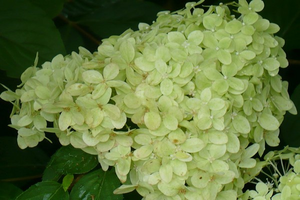plantation d'hortensias + dans l'Oural