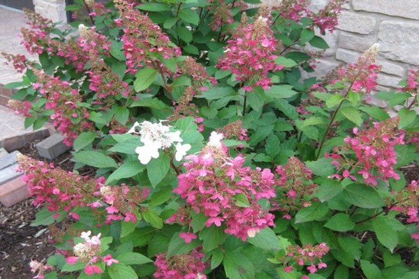 best hydrangeas
