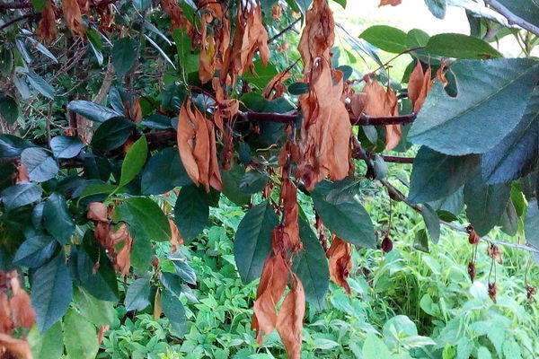 Cerejas secas: o que fazer