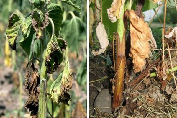 why leaves dry + clematis + what to do