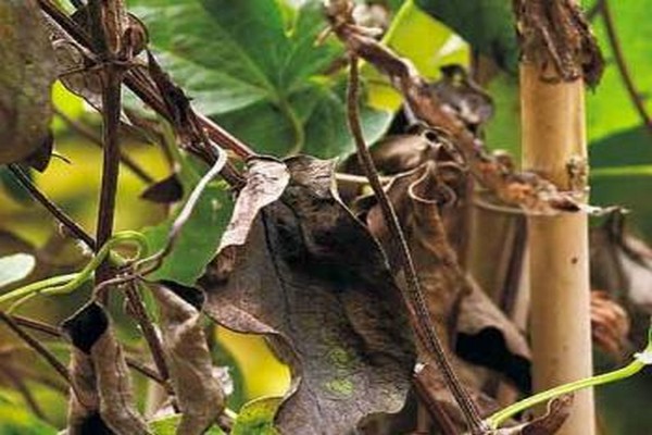 clematis dry lower leaves