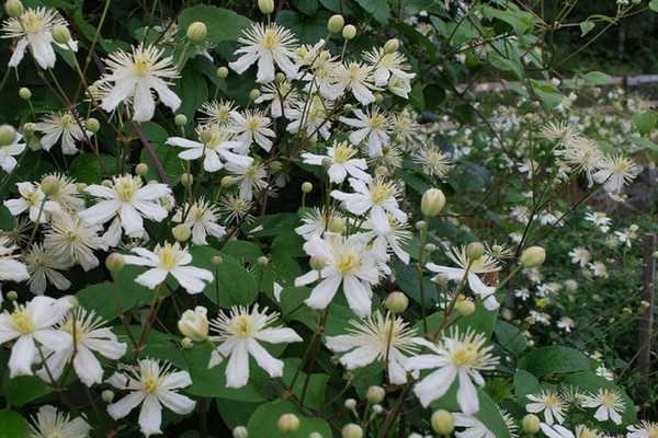 foto de espécies de clematis