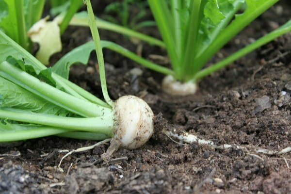 plantando sementes de nabo