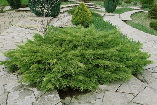 description de la variété prince de galles
