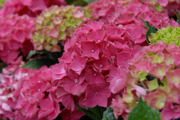 hydrangea species