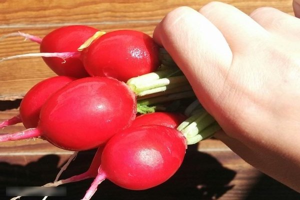 Radis Cerise