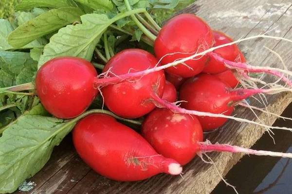 Radis Cerise