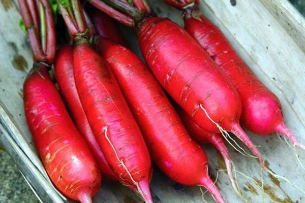  Radis géant rouge