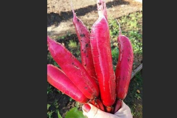  Radis géant rouge