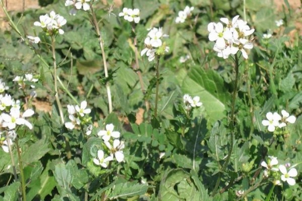 graines de radis oléagineux
