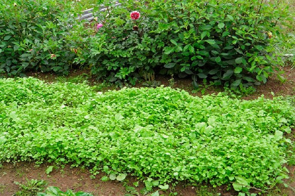 radis à l'huile + comme engrais vert