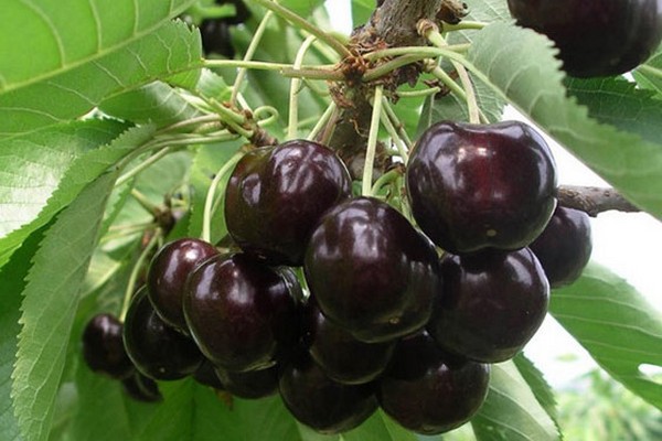 types of cherries