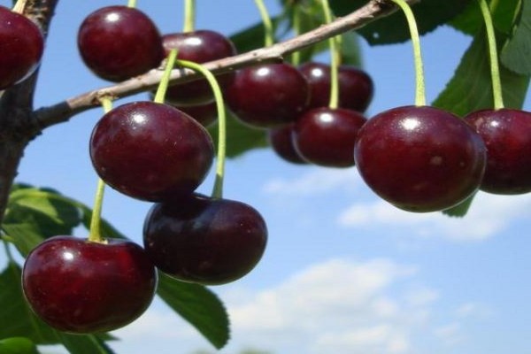 cherry varieties