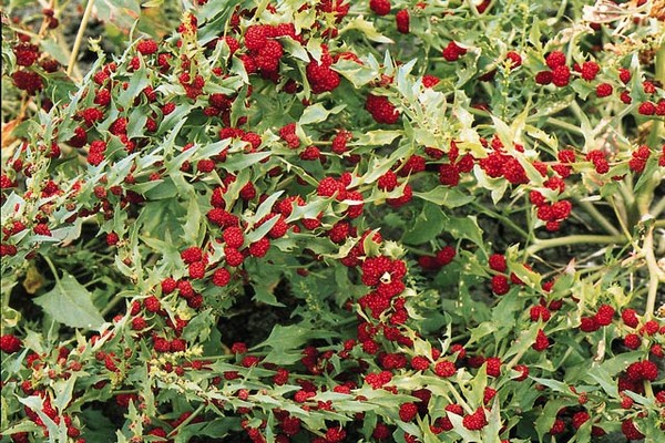 strawberry spinach description