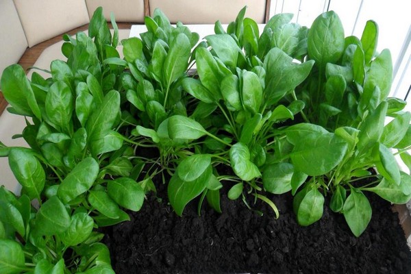 Spinach Raspberry
