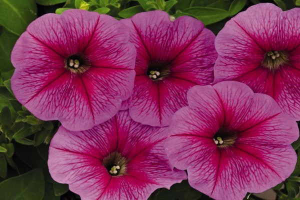 petunia ampelous success
