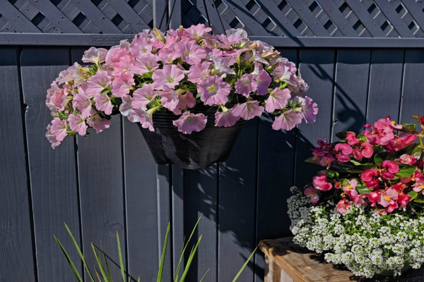 petunia ampelous success