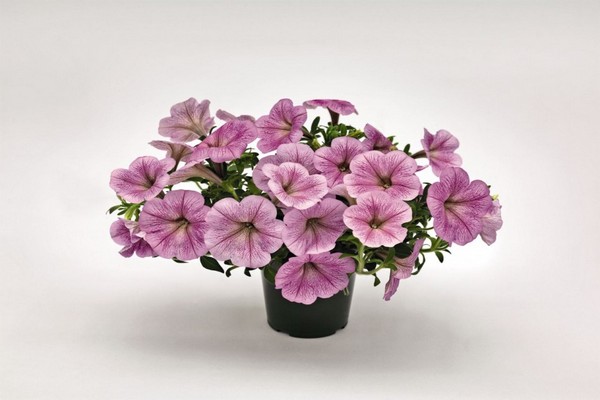 petunia ampelous success