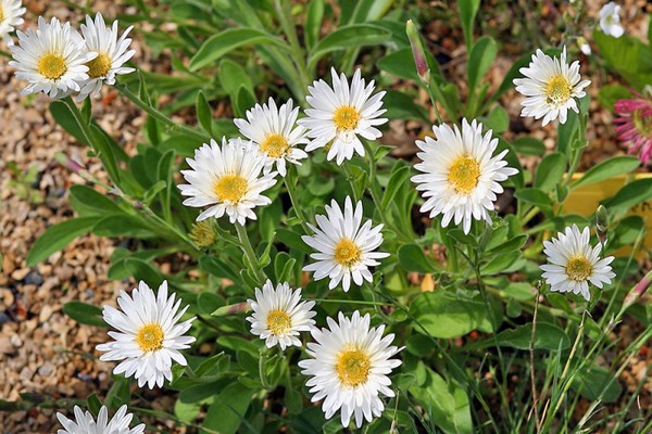 aster alpin photo