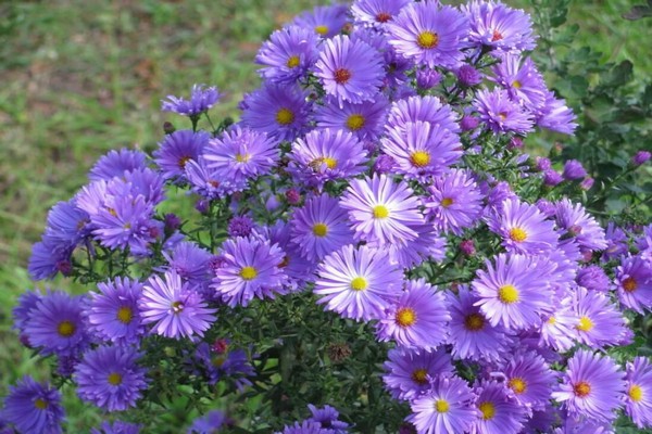 vivace aster alpin