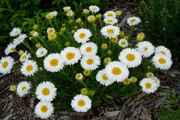 soins alpins aster