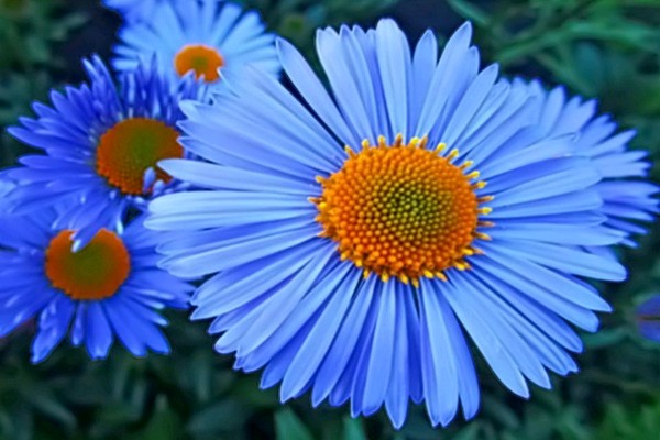 aster alpin photo