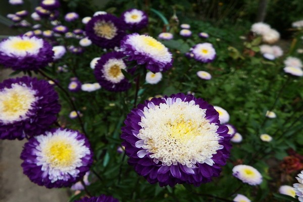 aster alpin