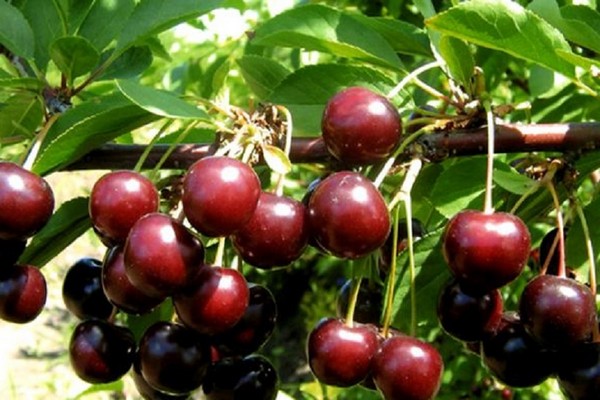 varieties of cherries