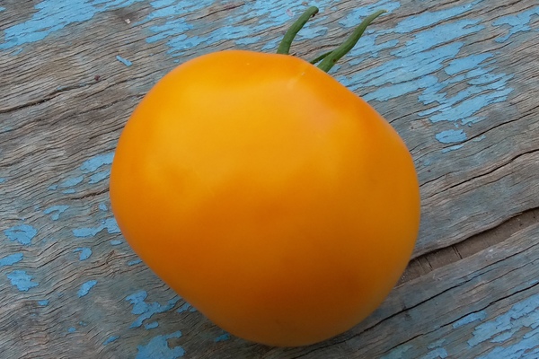 Description de la tomate kaki