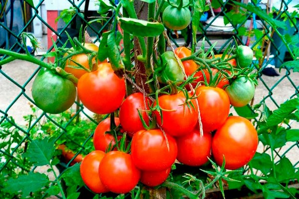 tomato gourmet photo
