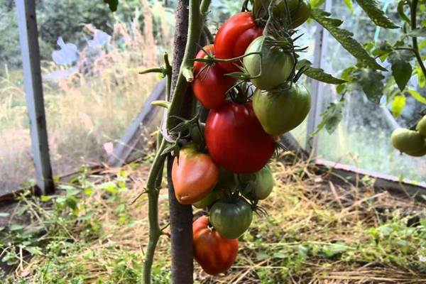 Tomato Mazarin: photo
